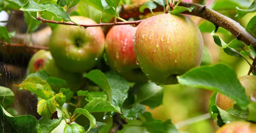 Krankheiten beim Apfelbaum erkennen
