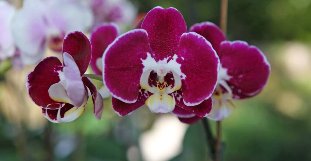 Krankheiten der Orchideen