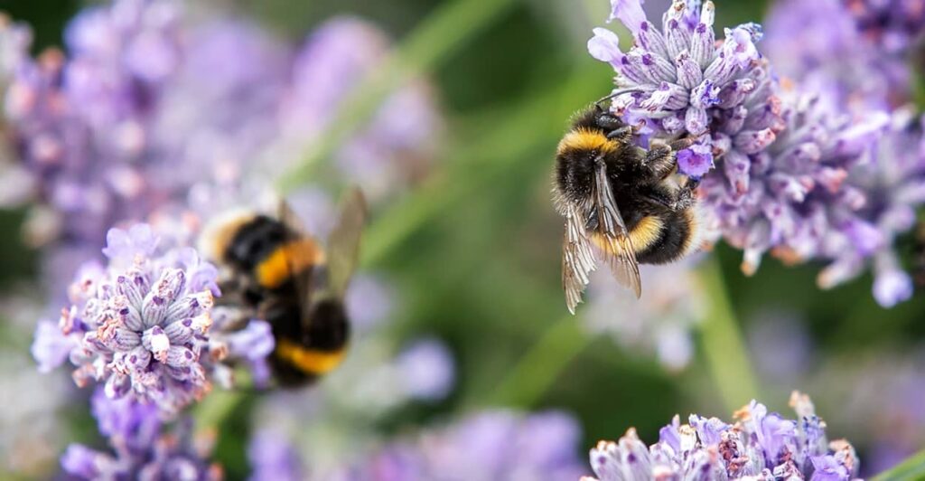 Insekten im Garten - z.B. Bienen