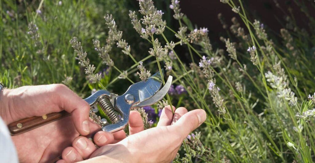 Wie Lavendel schneiden?