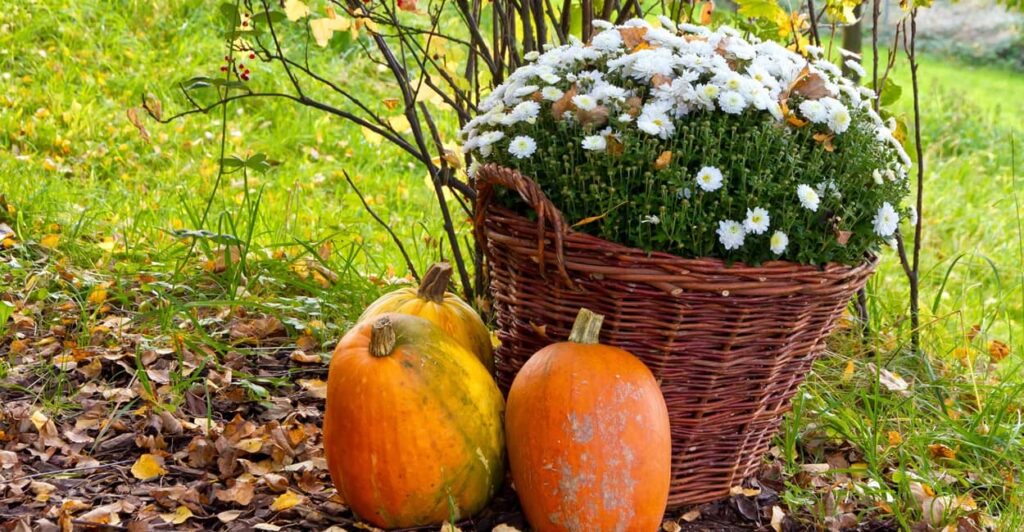 Margeriten überwintern