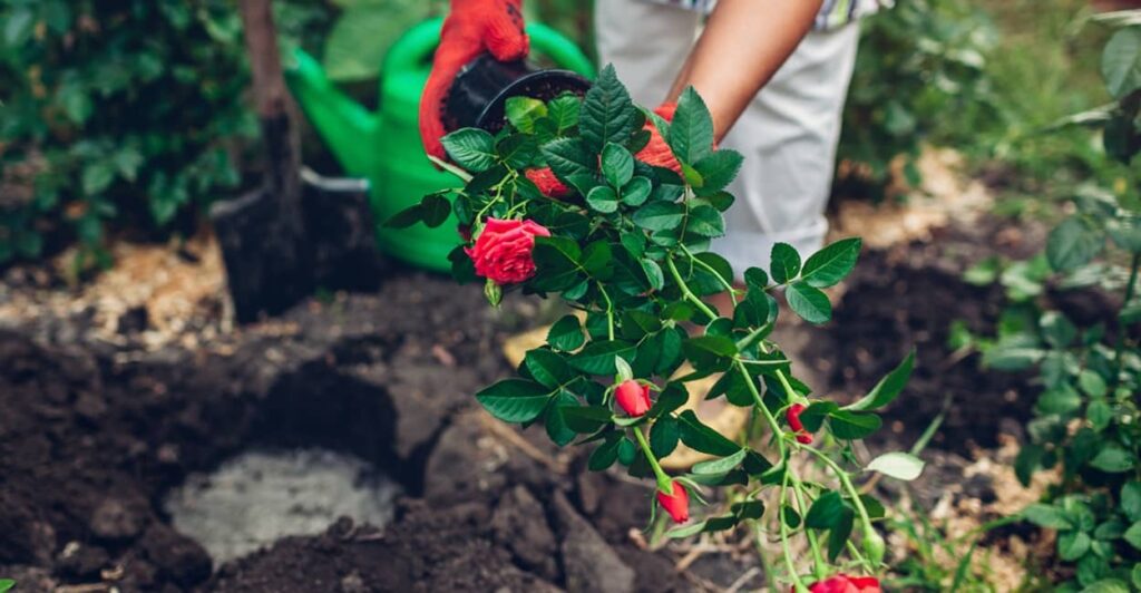 Frau beim Rosen pflanzen im Garten