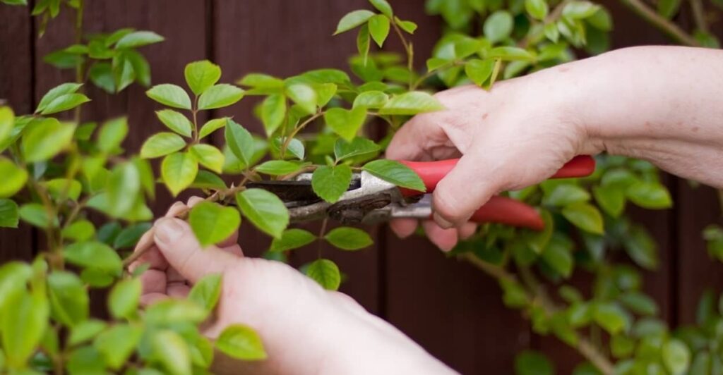 Rosen vermehren mit Stecklingen