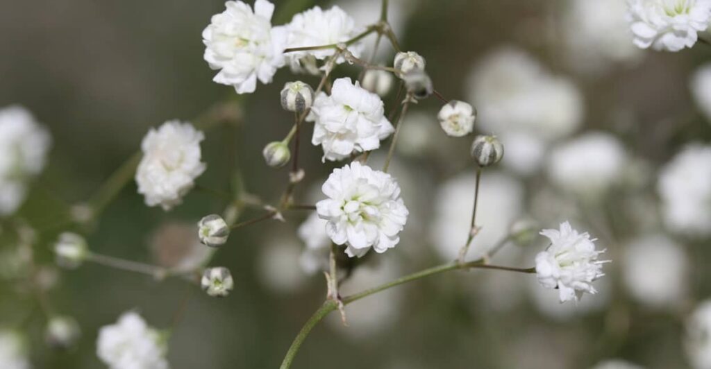 Schleierkraut pflanzen im Garten