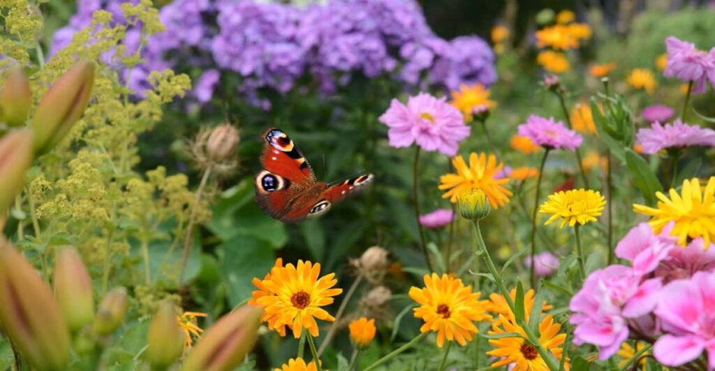 Schmetterlinge im Garten