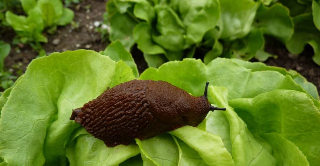 Schnecken im Garten bekämpfen