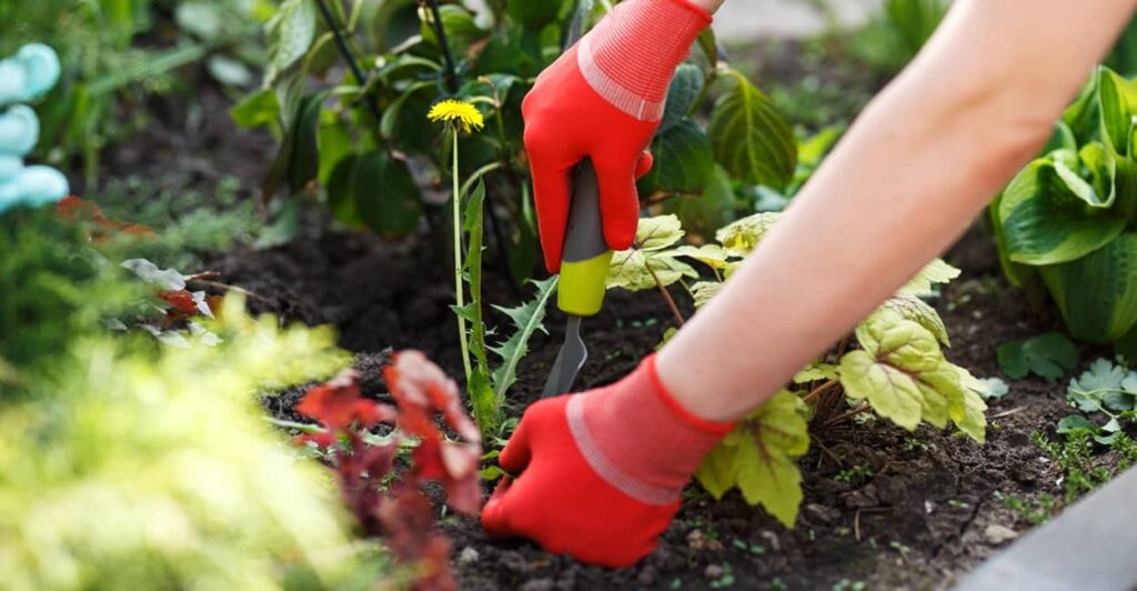 Unkraut im Garten entfernen