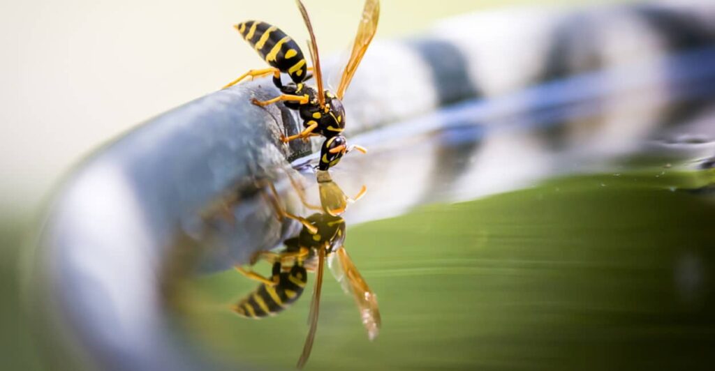 Wespen im Garten