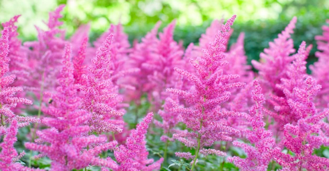 Astilbe im Garten