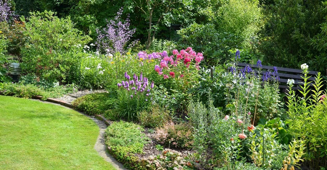 Blumenstauden im Garten