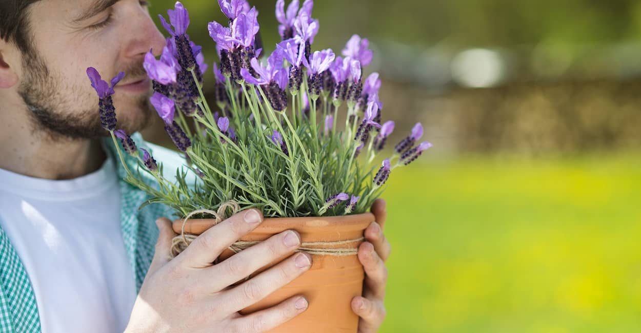 Lavendel pflanzen im Garten