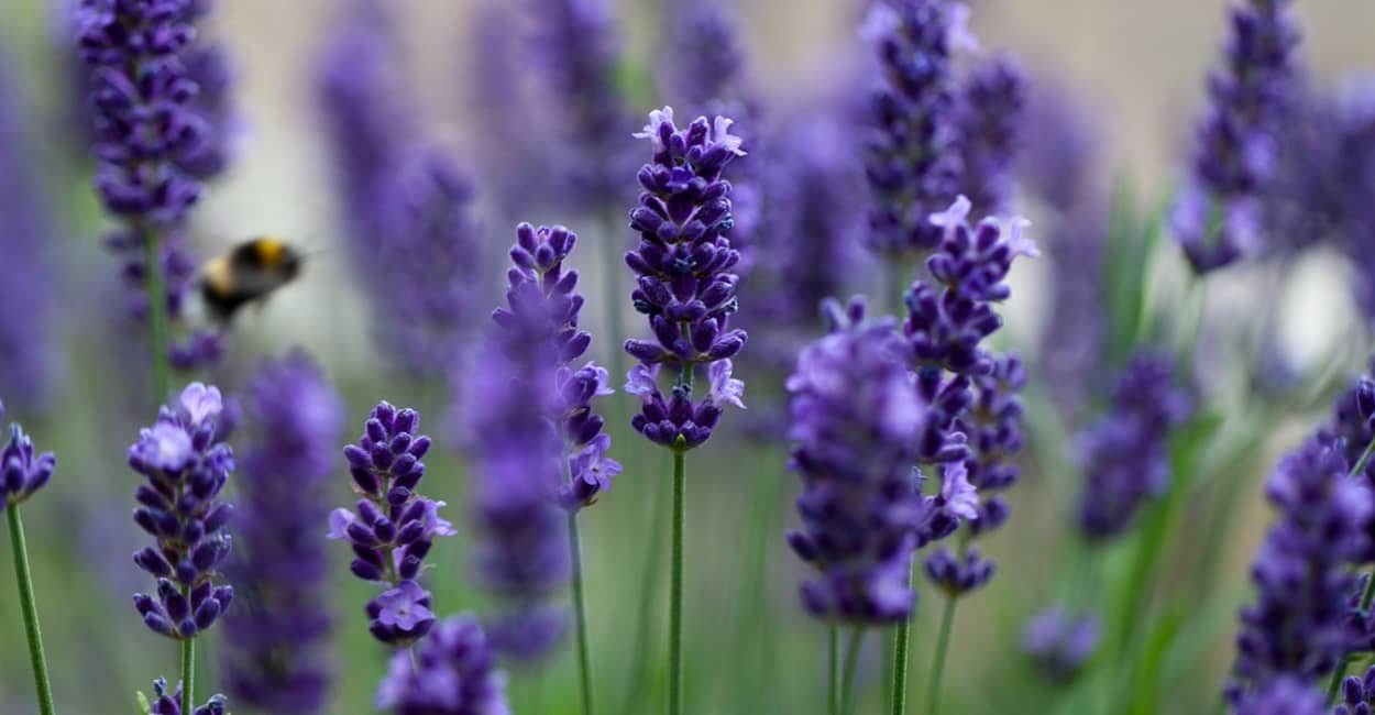 Lavendel im Garten