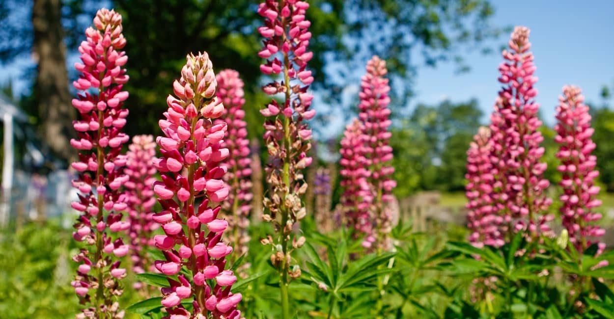 Stauden im Garten wie die Lupinen sind beliebt