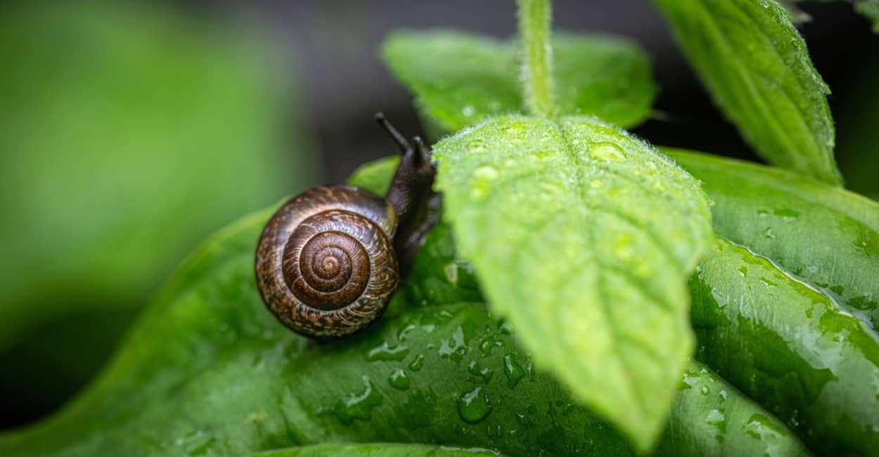 Schädlinge im Garten wie z.B. Schnecken