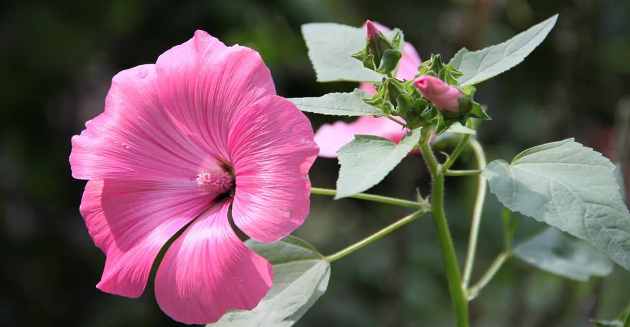 Stockrosen im Garten