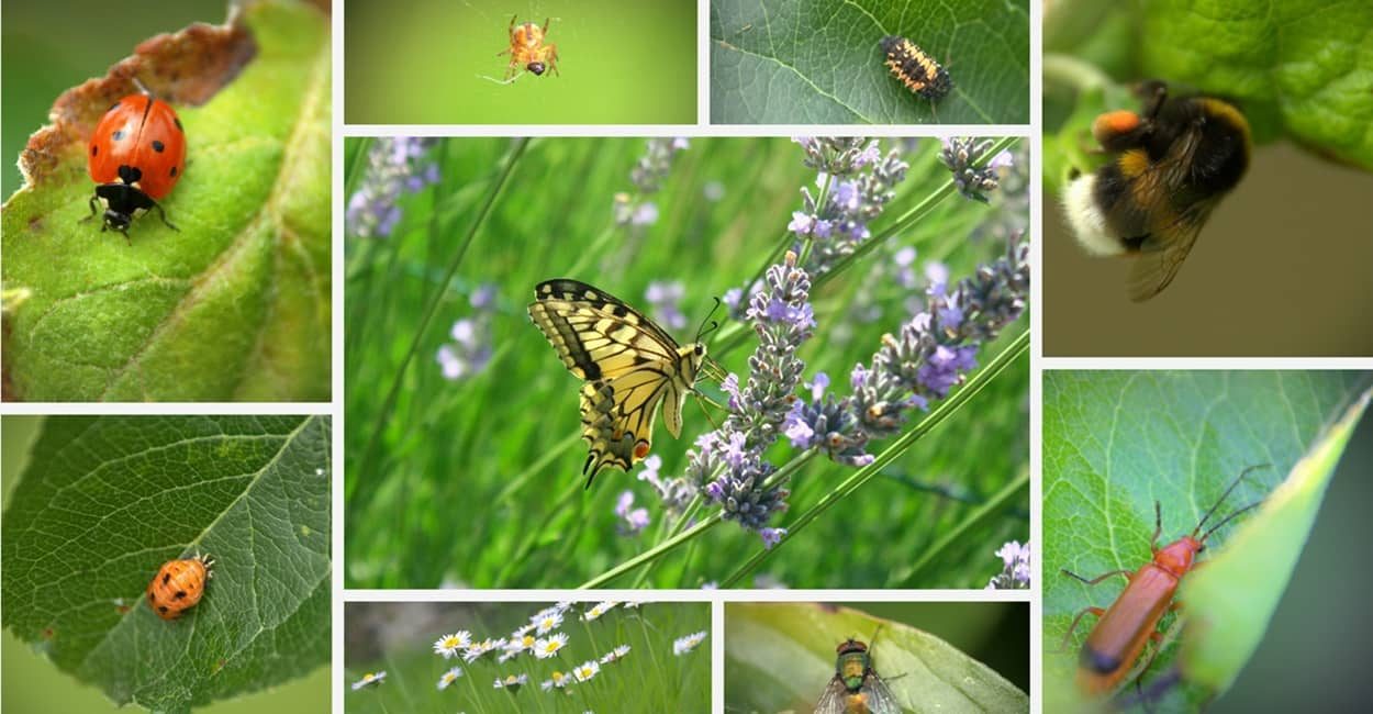 Tiere im Garten: z.B. Marienkäfer, Schmetterling